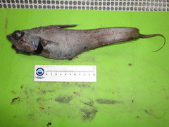 Coryphaenoides guentheri