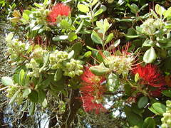 Metrosideros kermadecensis