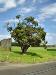 Metrosideros kermadecensis