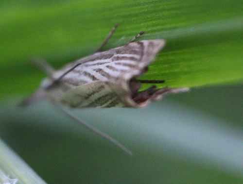 trávovec záhradný (Chrysoteuchia culmella)