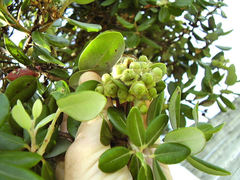 Metrosideros kermadecensis