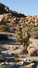 Cylindropuntia wolfii