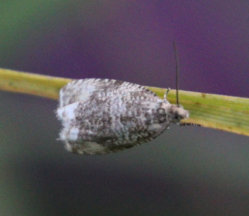 obaľovač kalužinový (Syricoris lacunana)