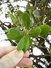 Metrosideros kermadecensis