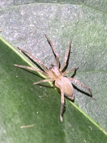 Anyphaenidae image