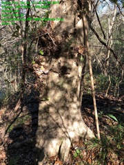 Quercus sinuata sinuata