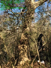 Quercus sinuata sinuata