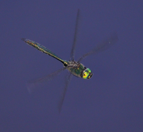 ligotavka zelená (Somatochlora metallica)