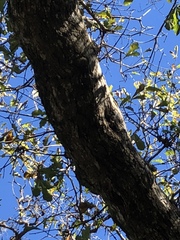 Quercus sinuata sinuata