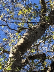 Quercus sinuata sinuata