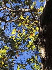 Quercus sinuata sinuata