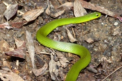 Erythrolamprus typhlus