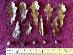 Quercus sinuata sinuata