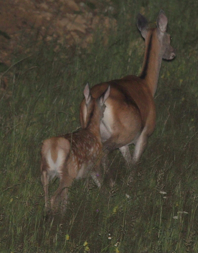 Obični jelen (Cervus elaphus)