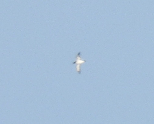 Newell's Shearwater (Puffinus newelli), photo 3
