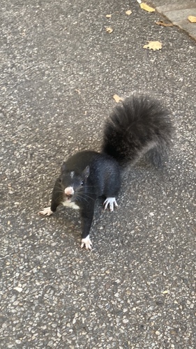 Eastern Gray Squirrel photographed in New York