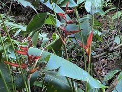 Heliconia tortuosa image