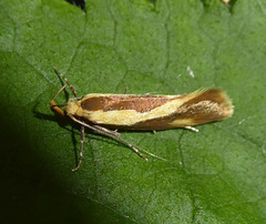 Harpella forficella