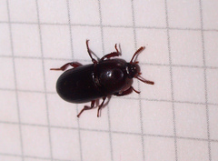 Uloma tenebrionoides