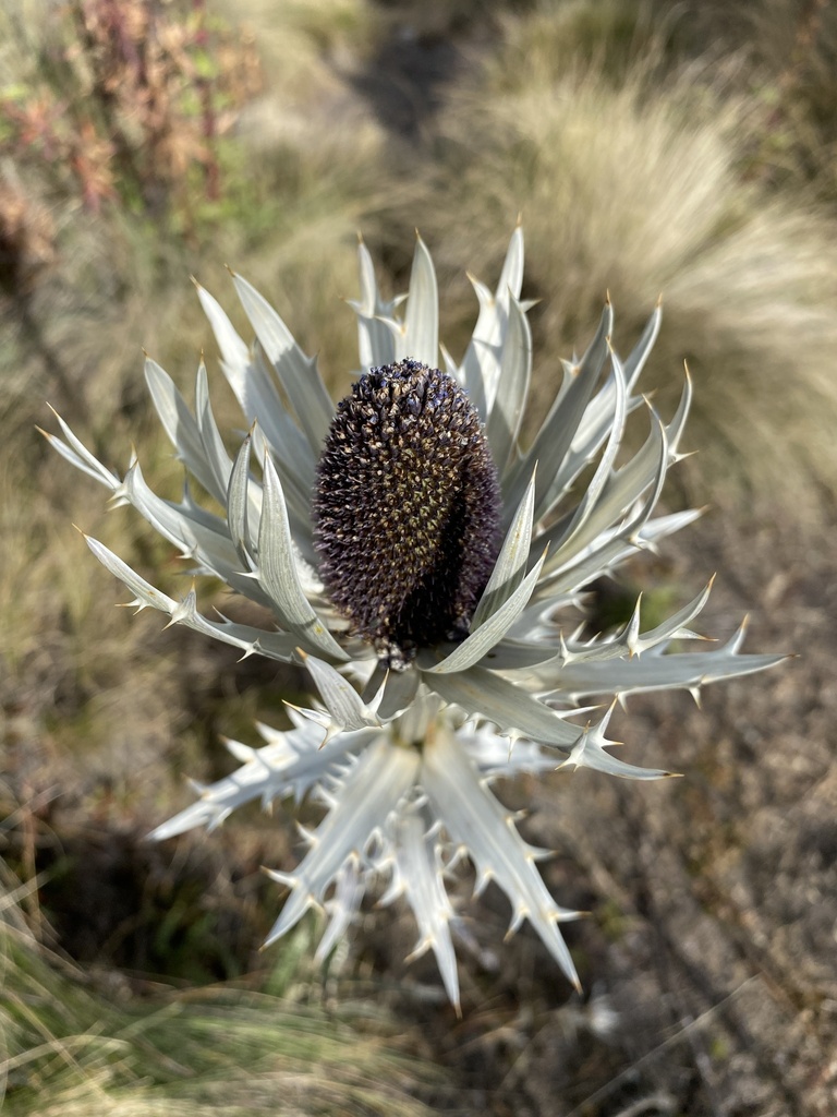 Eryngos (Genus Eryngium) · iNaturalist