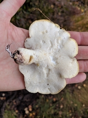 Albatrellaceae