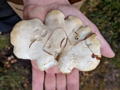 Albatrellaceae