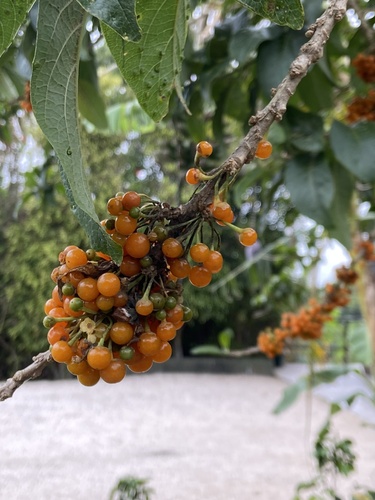 Acnistus arborescens - Leaves