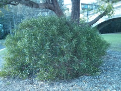 Acacia longifolia sophorae