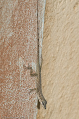 Anolis aeneus