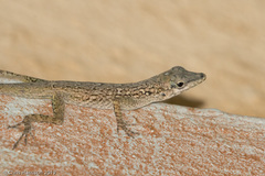 Anolis aeneus
