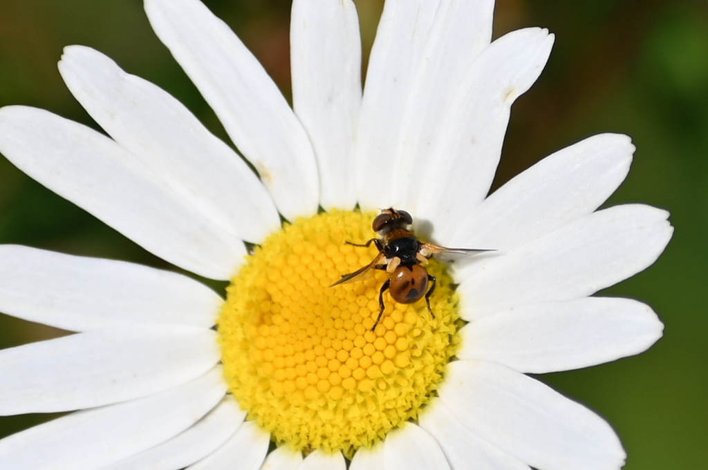 Cistogaster globosa from 251 01 Babice, Česko on July 6, 2023 at 11:41 ...