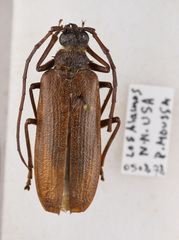 Tragosoma spiculum
