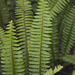 Southern Sword Fern - Photo (c) John Game, some rights reserved (CC BY-NC-SA)