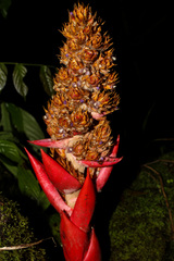 Hohenbergiopsis guatemalensis image