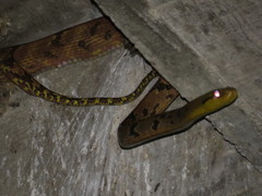 Boiga cynodon