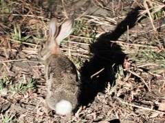 Lepus victoriae