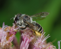 Megachile relativa