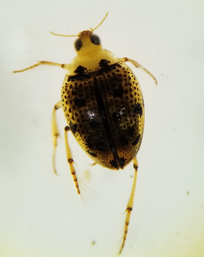 Peltodytes duodecimpunctatus