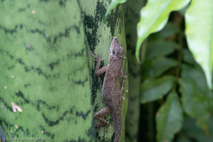 Anolis aeneus