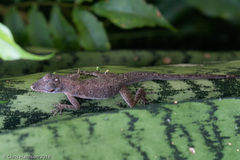 Anolis aeneus
