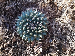 Mammillaria roseoalba