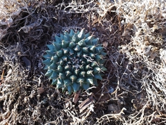 Mammillaria roseoalba