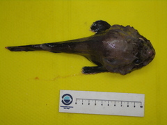 Polar Sculpin photo 4