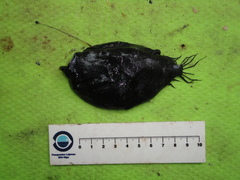 Cryptopsaras couesii