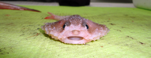 Atlantic batfish (Dibranchus atlanticus) — Ogcocephalidae