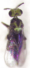 Coccophaginae