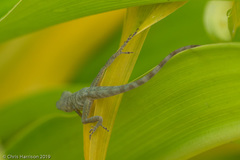 Anolis aeneus