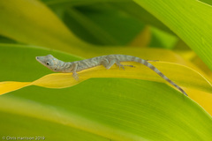 Anolis aeneus
