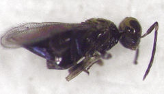Coccophaginae