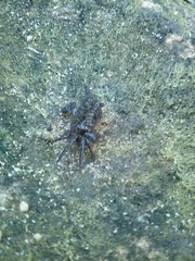 Parasesarma erythodactylum